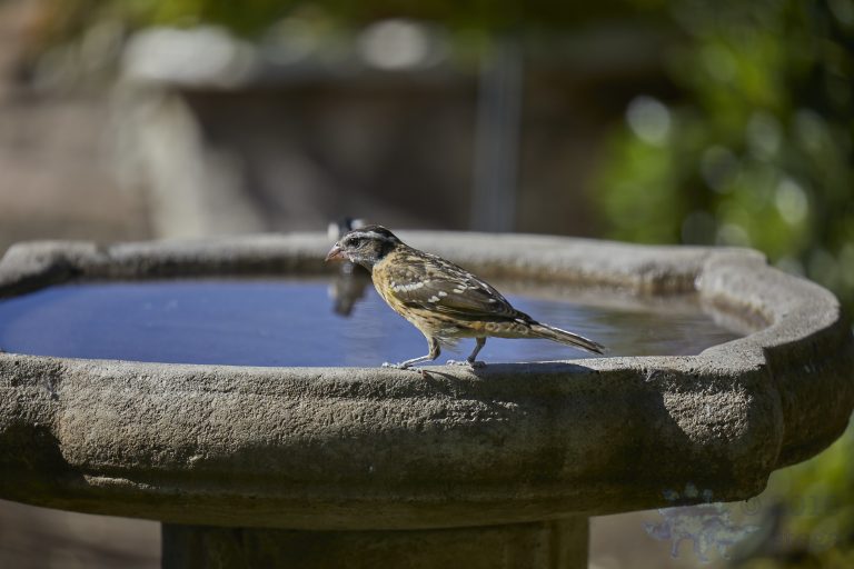 Black-headed Grossbeak