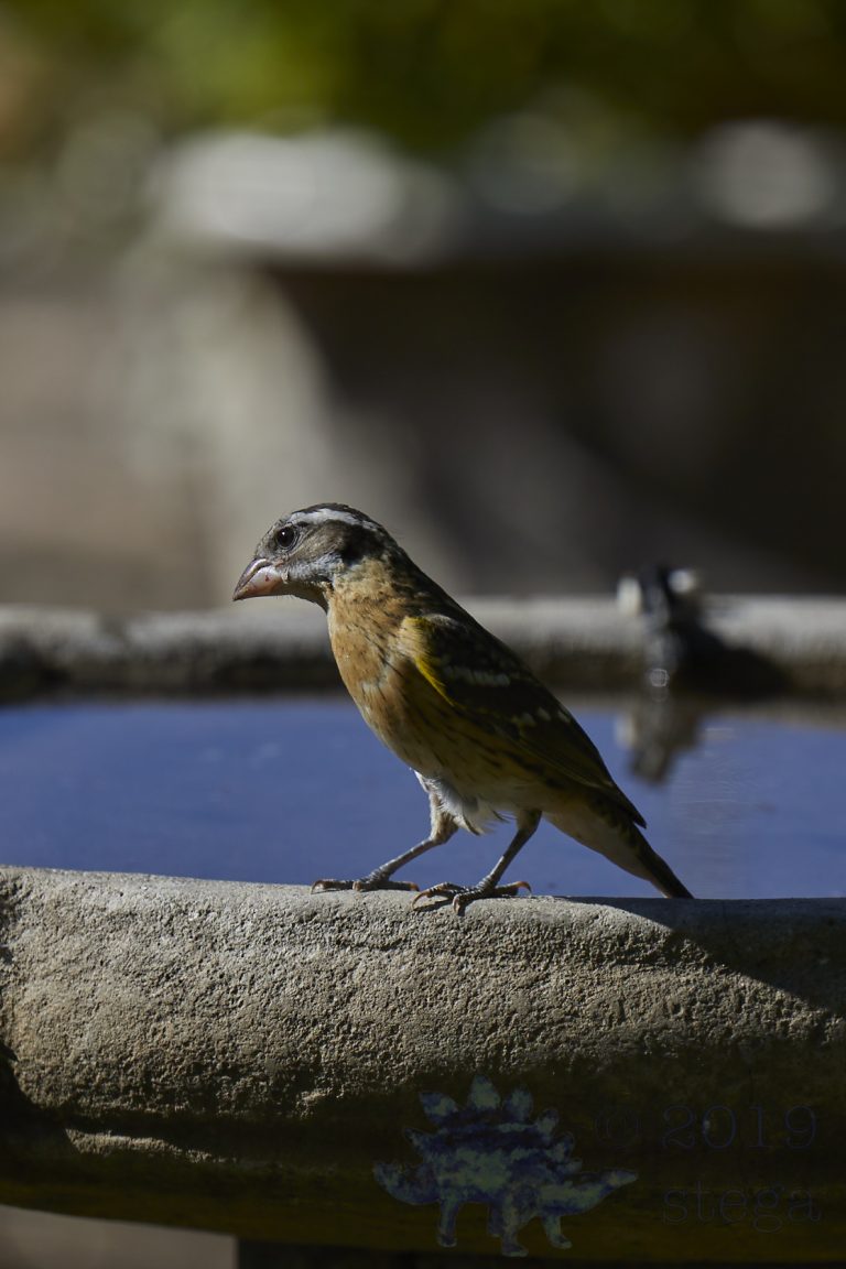 Black-headed Grosbeak