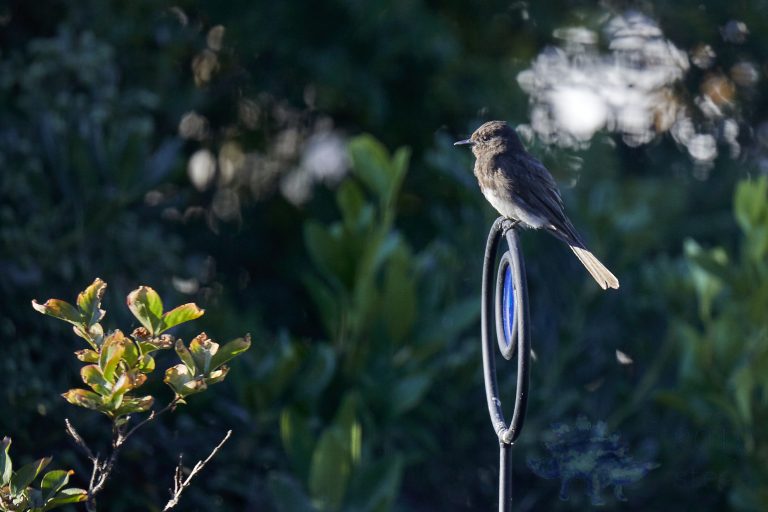 Black Phoebe