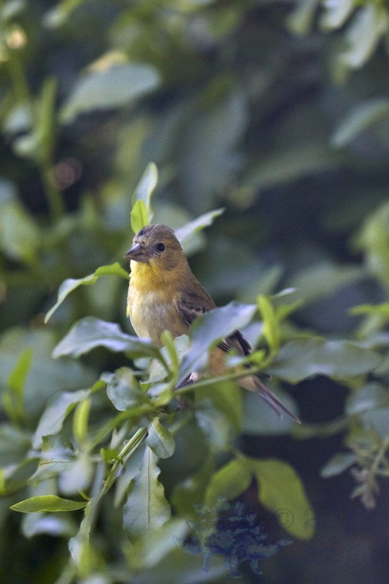 American Goldfinch