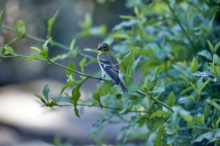 Lesser Goldfinch