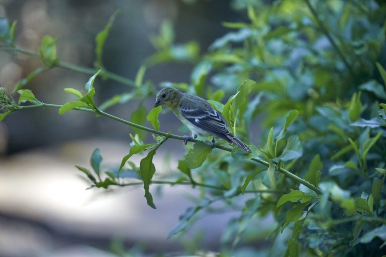 Lesser Goldfinch
