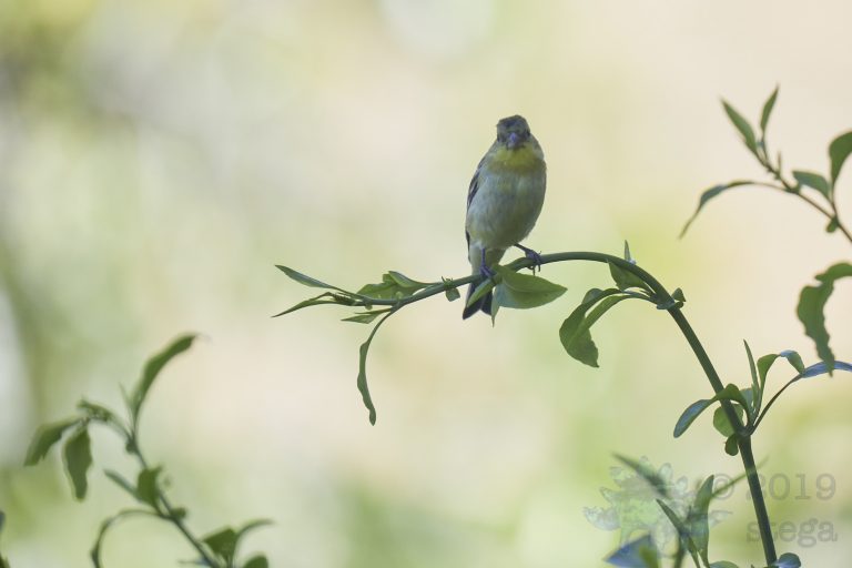 American Goldfinch