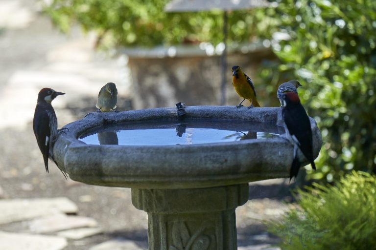 Woodpeckers and Orioles and a Goldfinch, oh my!