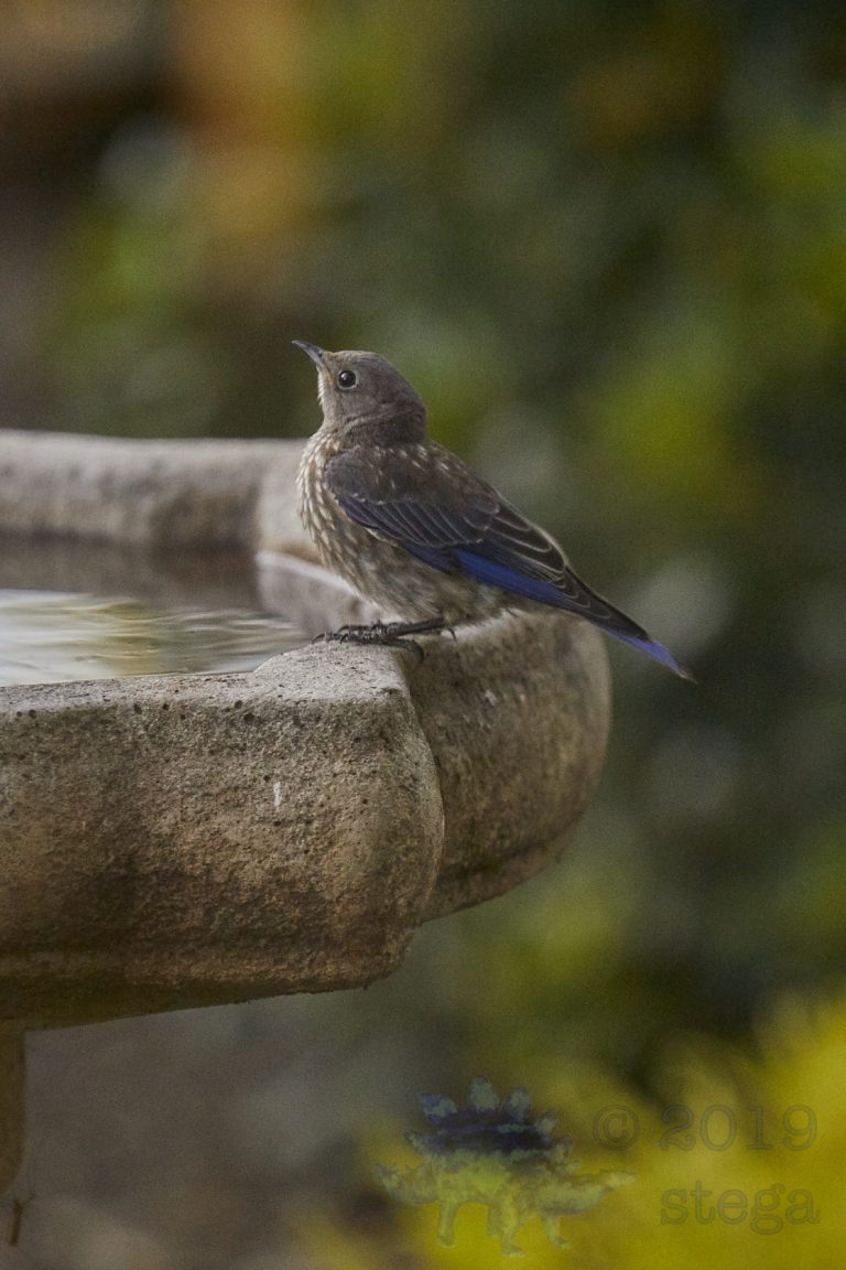 Western Bluebird