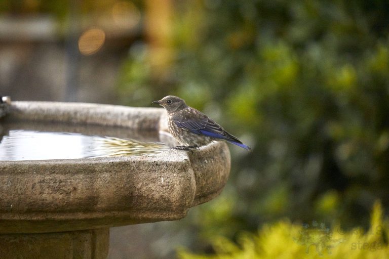 Western Bluebird