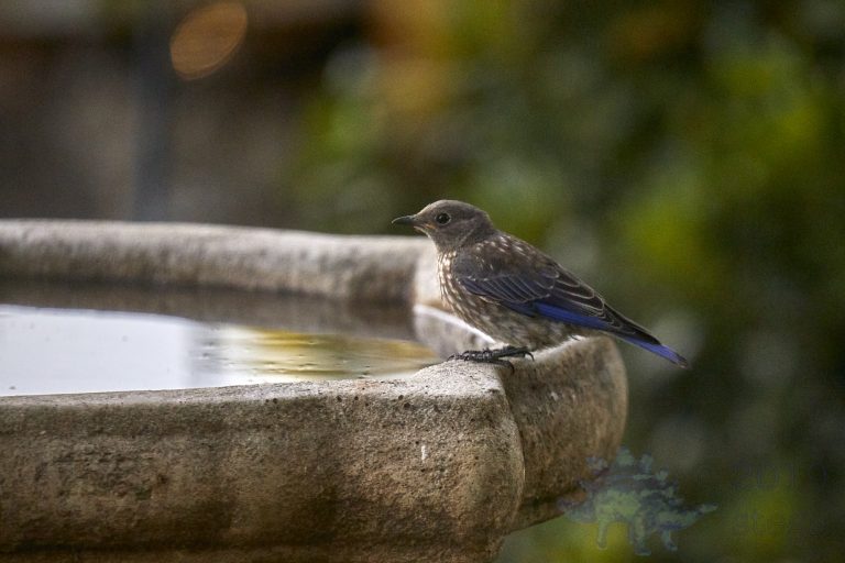 Western Bluebird