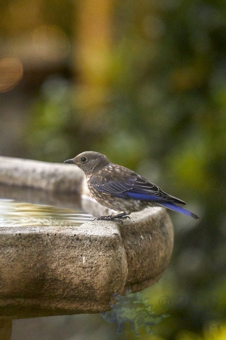 Western Bluebird