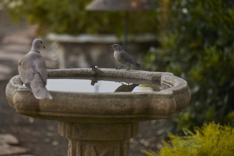 Western Bluebird with Eurasian Collared Dove