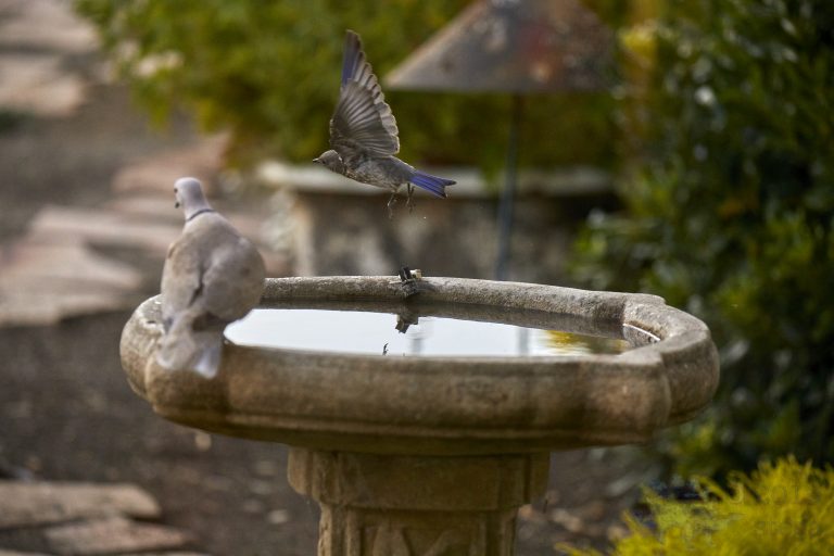 Western Bluebird