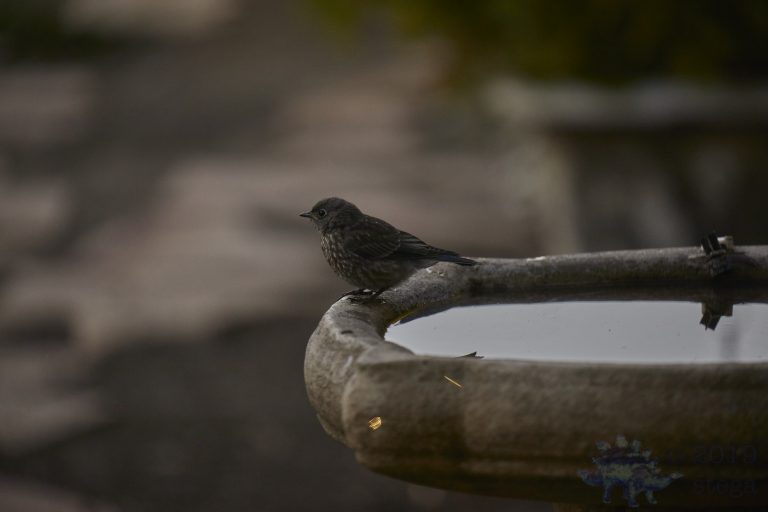 Song Sparrow at Dusk