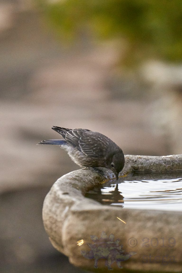 Western Bluebird