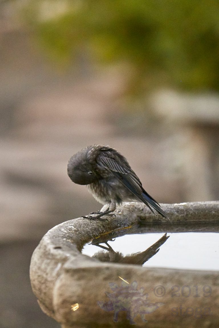 Western Bluebird