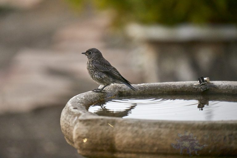 Western Bluebird