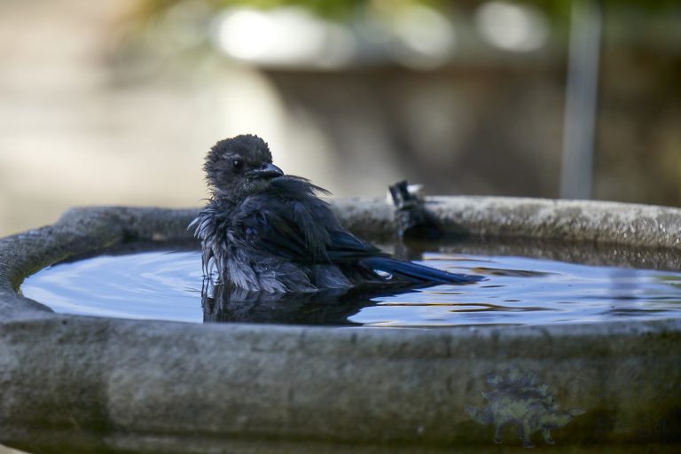 Old School Week: California Scrub Jay