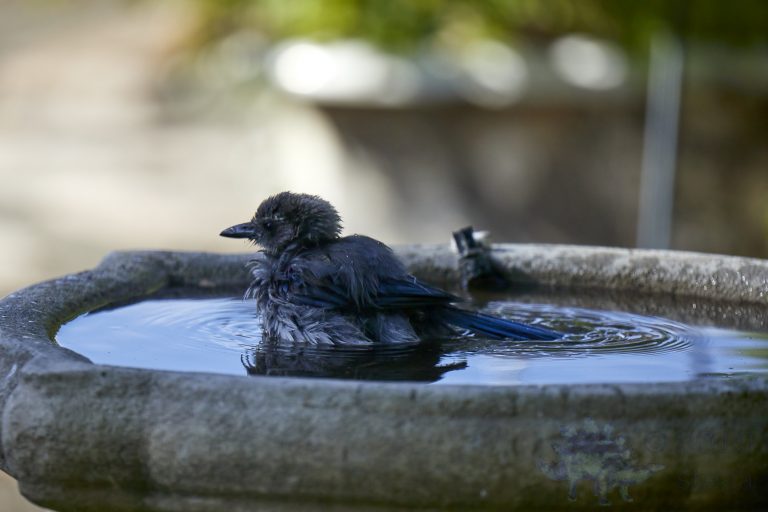 Old School Week: California Scrub Jay