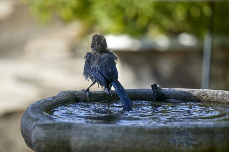 California Scrub Jay