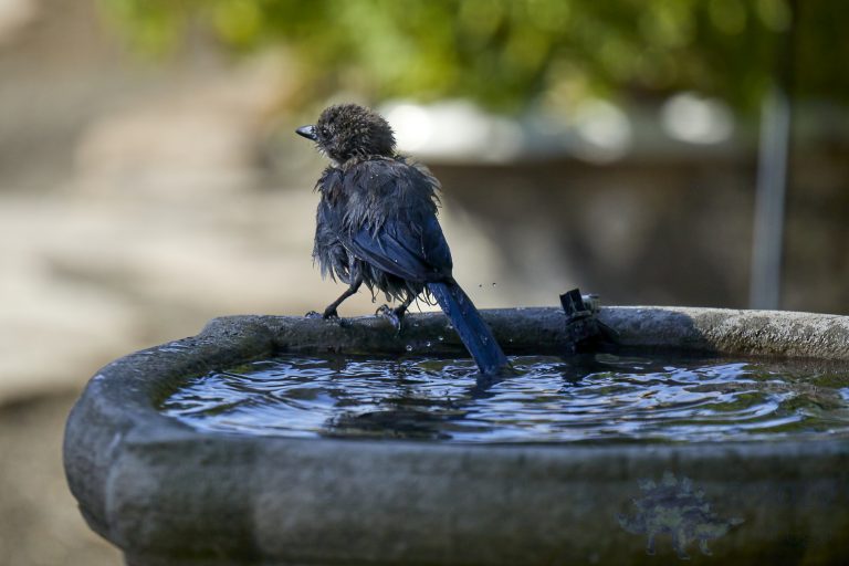 Soggy California Scrub Jay