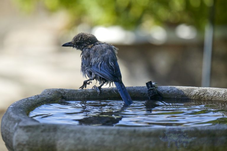 California Scrub Jay