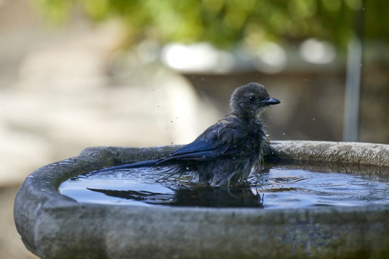 California Scrub Jay