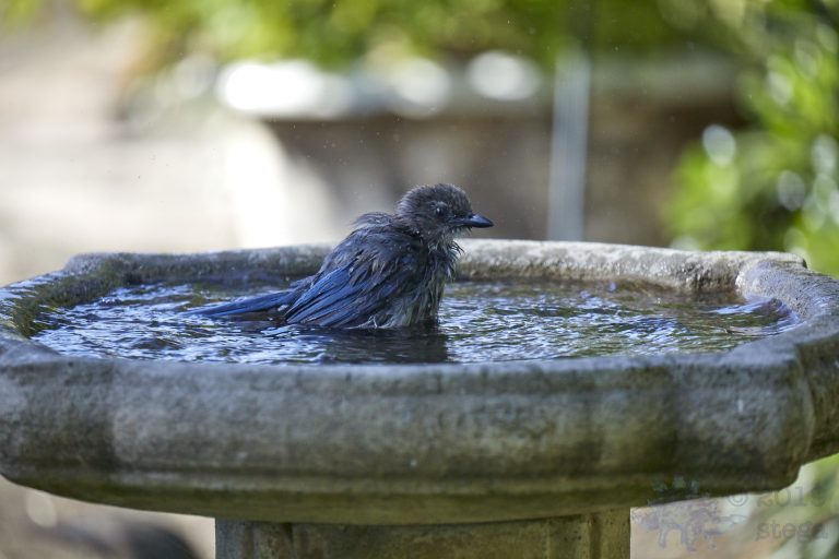 Old School Week: California Scrub Jay