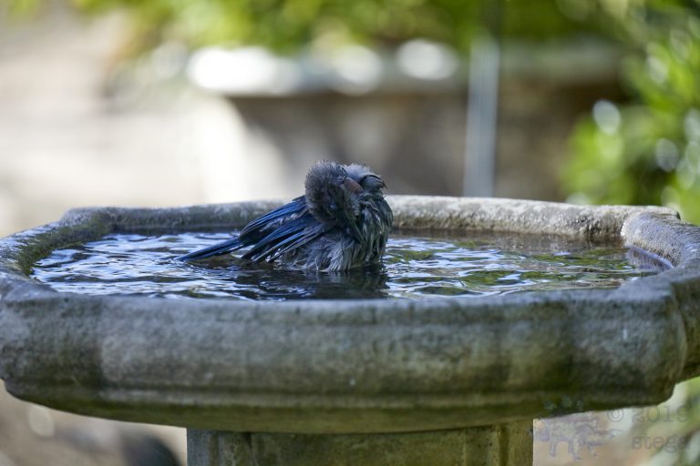 California Scrub Jay