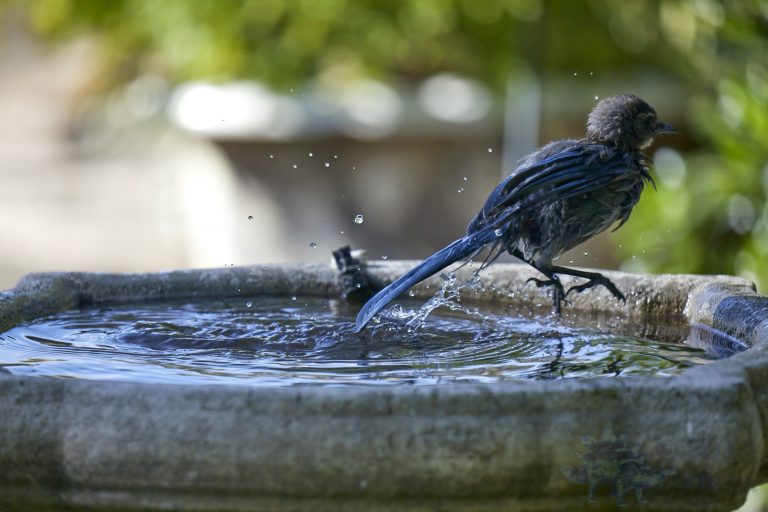 California Scrub Jay