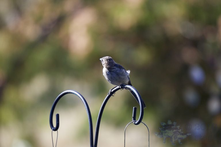 California Scrub Jay