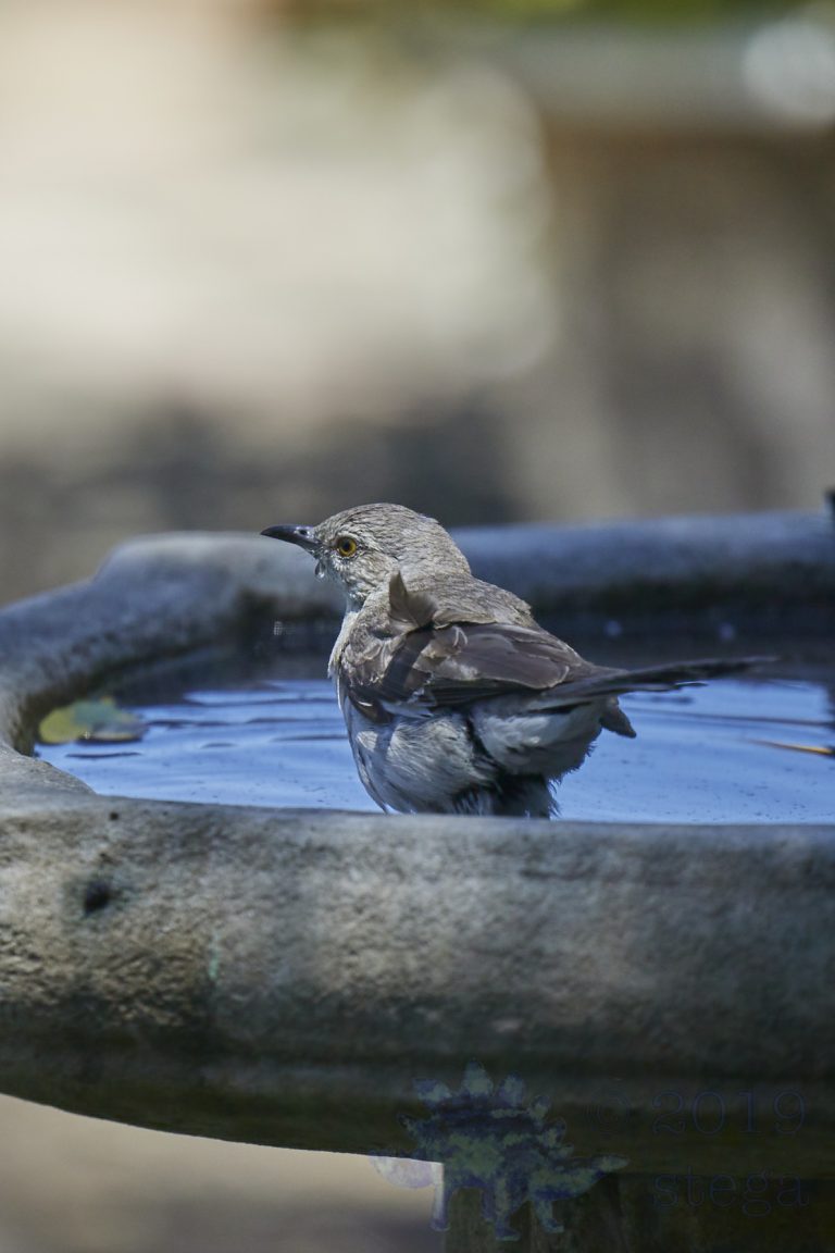 Northern Mockingbird