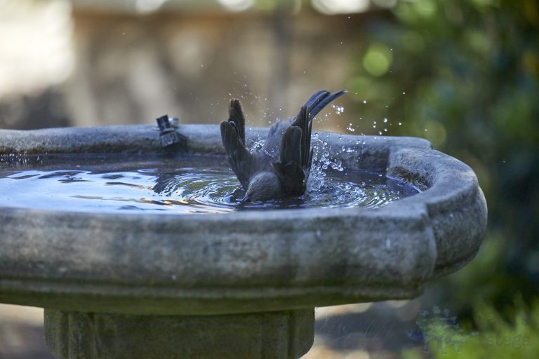Old School Week: California Scrub Jay