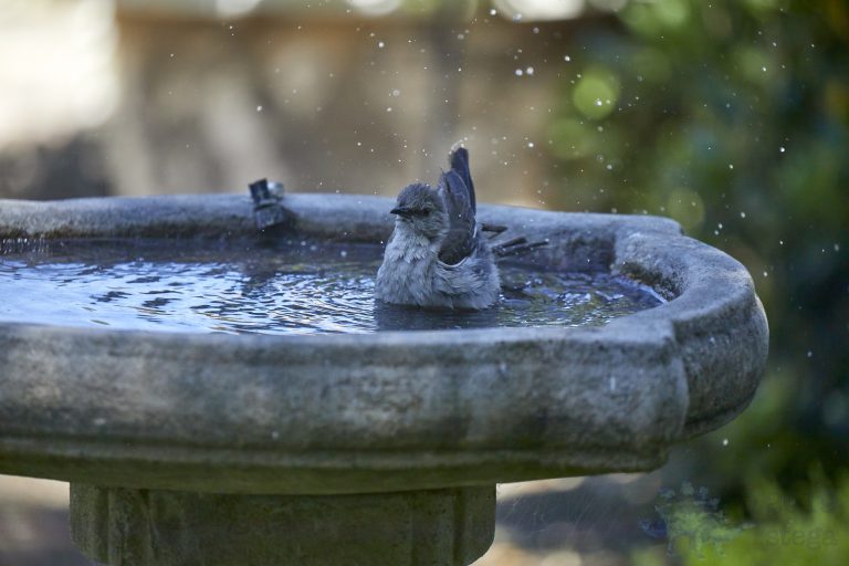 Northern Mockingbird