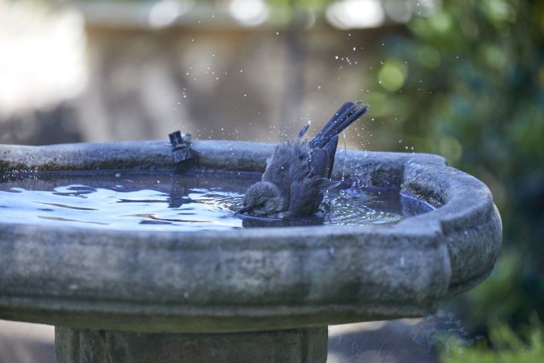 Old School Week: California Scrub Jay