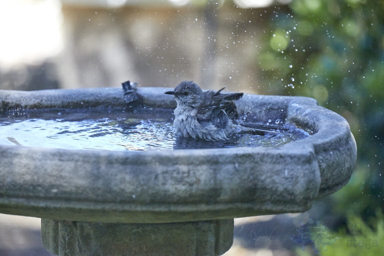 Northern Mockingbird