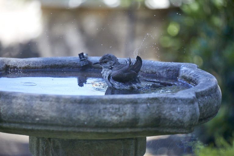 Northern Mockingbird