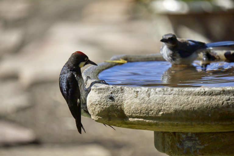 Acorn Woodpecker