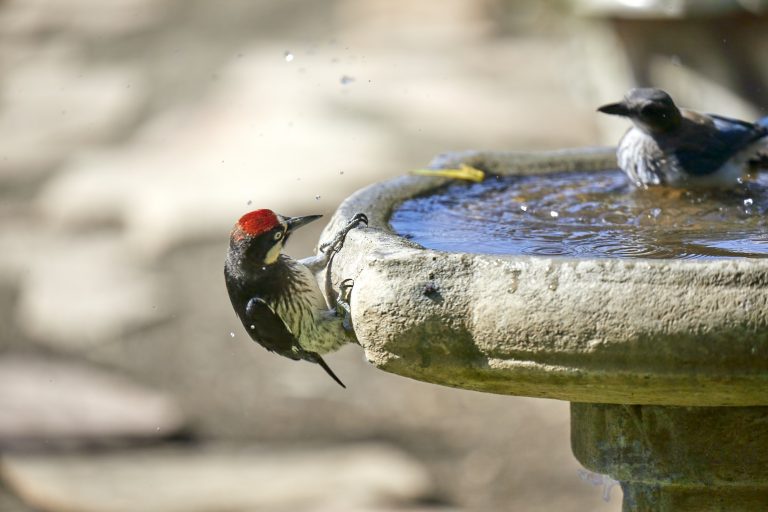 Acorn Woodpecker