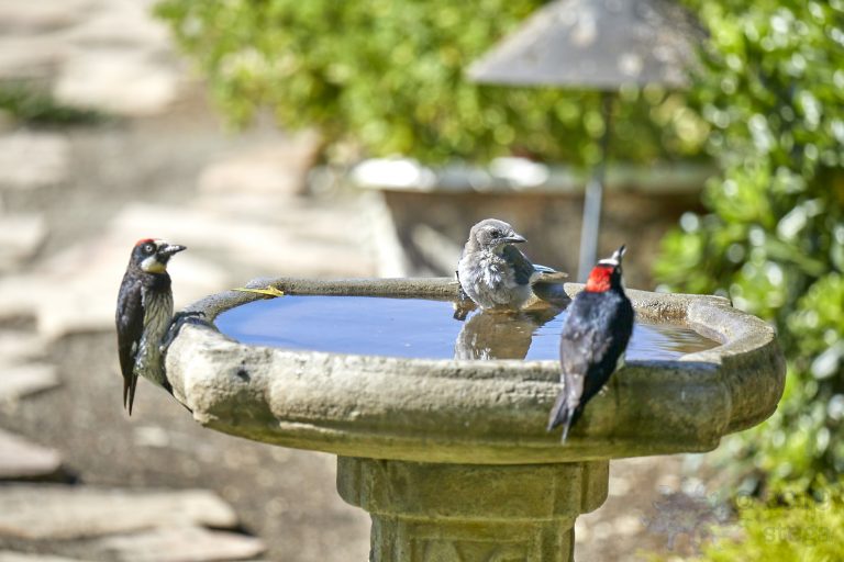 California Scrub Jay Fledgling and Acorn Woodpeckers.