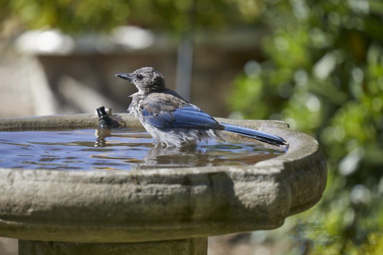 California Scrub Jay Fledgling: First Bath Series