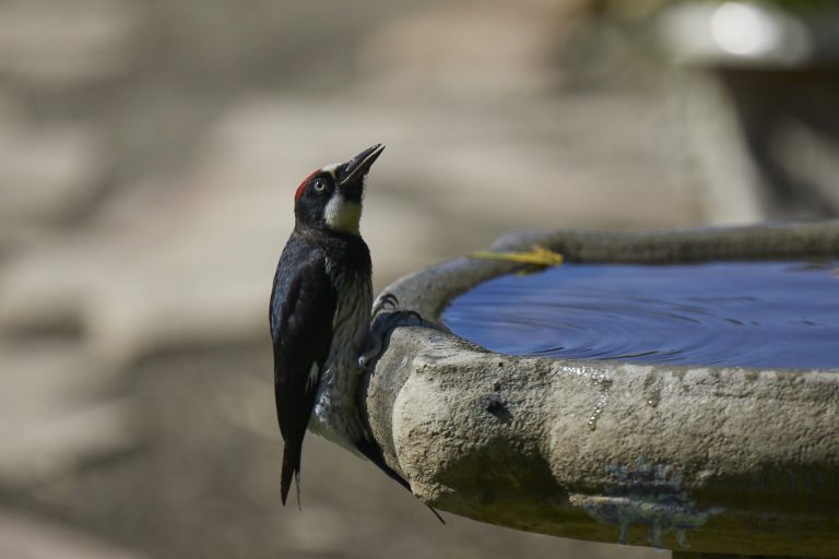 Acorn Woodpecker