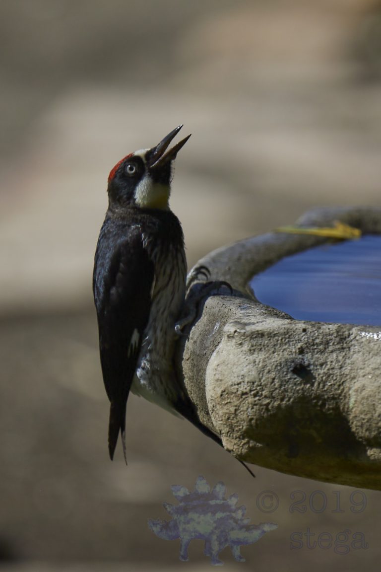 Acorn Woodpecker