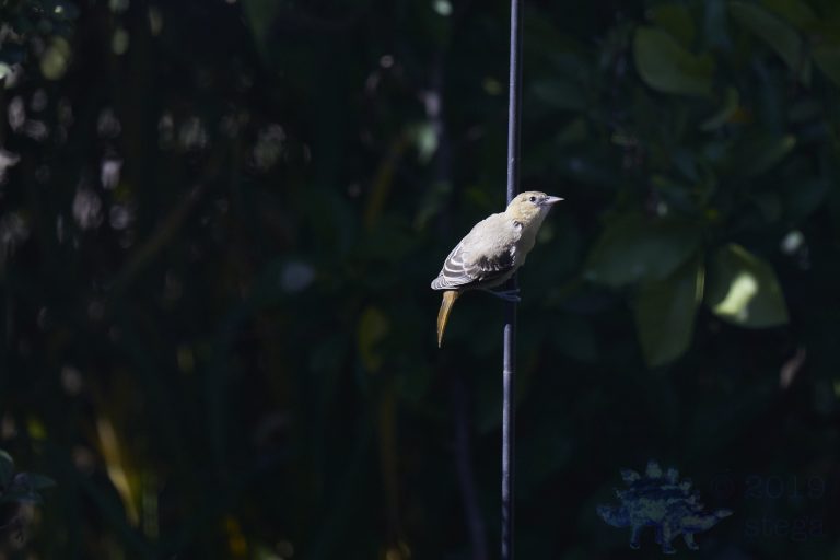 Hooded Oriole
