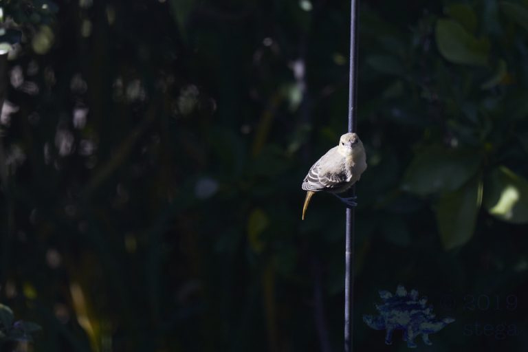 Hooded Oriole