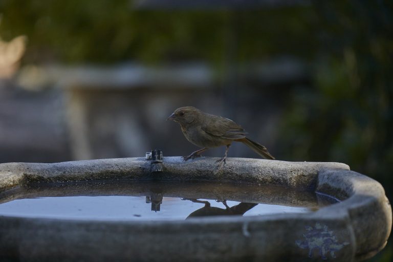 California Towhee