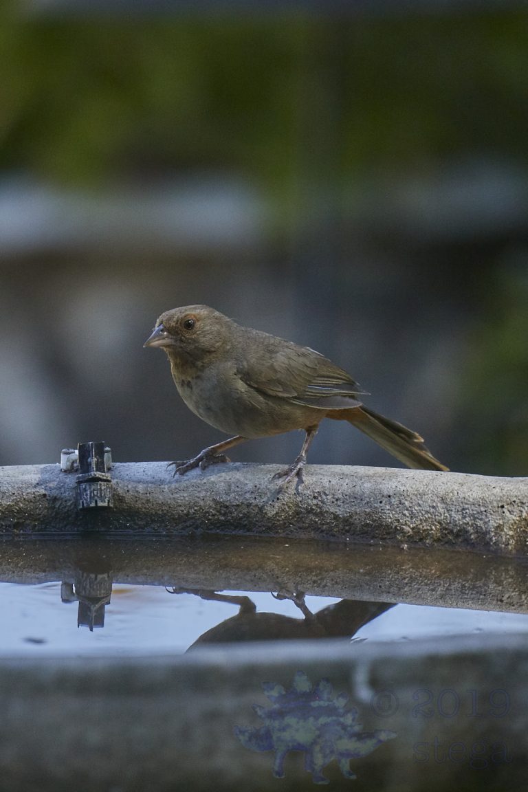 California Towhee