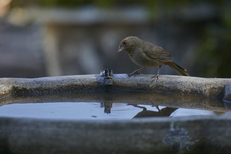California Towhee