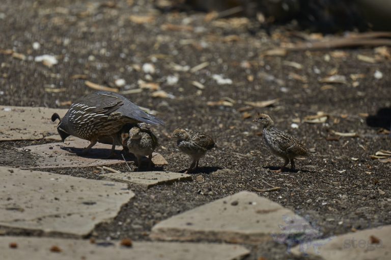 California Quail
