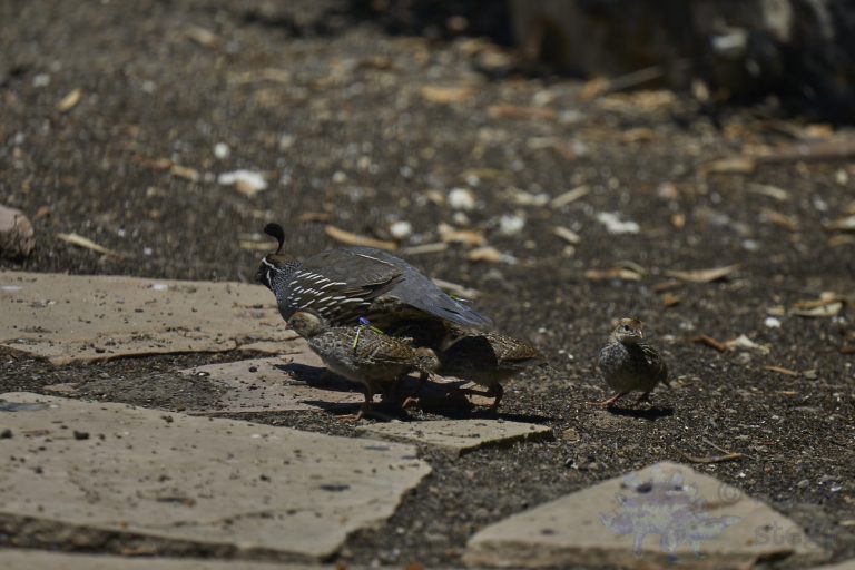 California Quail
