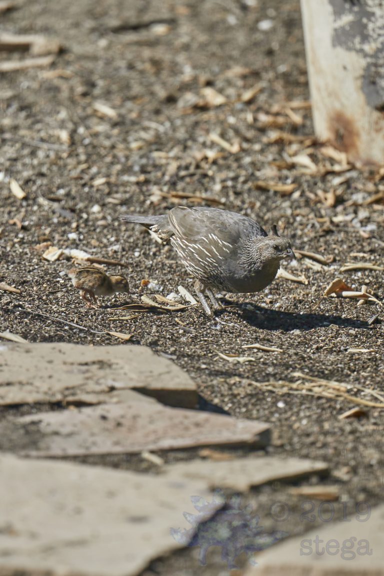 California Quail Mother and Chick