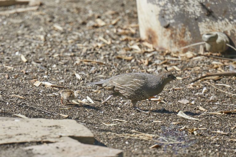 California Quail (find the chick)