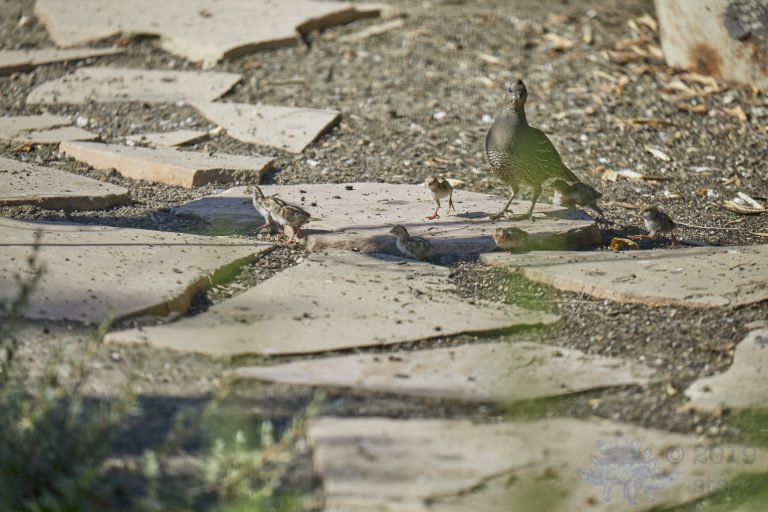 Old School Week: California Quail